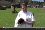 Video mit Speedy - Floh (5 Monate alt) - © www.lucky-dog.at